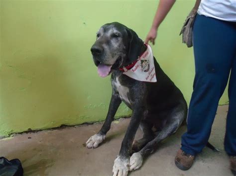 cachorro lambendo cu|cão engatado & cachorro fica engatado com a mulher ...